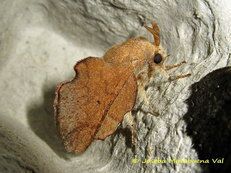 Phyllodesma suberifolia - Lasiocampidae